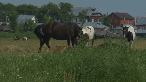Horses Stock Footage