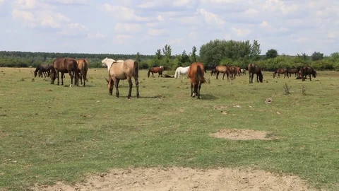 Horses Stock Footage 79405174