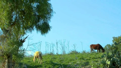 Horses Stock Footage 89568524