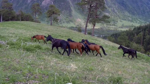 Horses Stock Footage 89770483