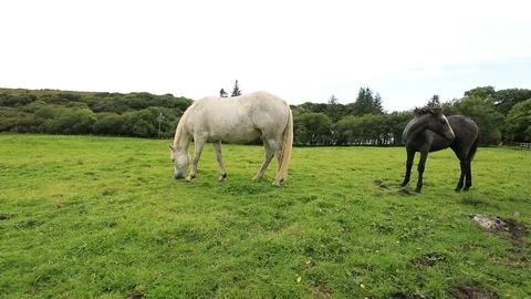 Horses Stock-Footage 94833649