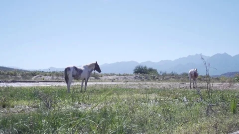 Horses Stock Footage 97808884