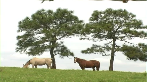 Horses Stock Footage 107037309