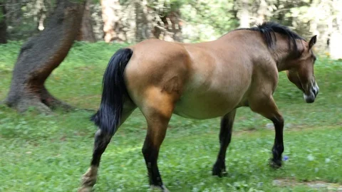 Horses 스톡 동영상 112506356