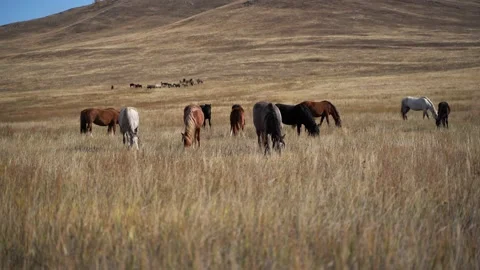 Horses Stock Footage 131284485
