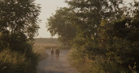 Horses Stock Footage 132329003