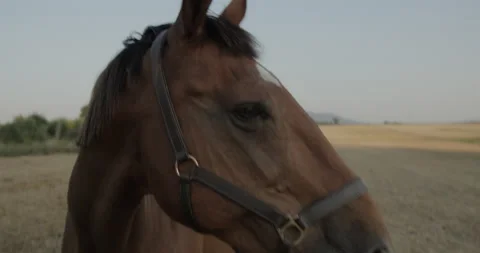 Horses Stock Footage 132329061