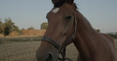 Horses Stock Footage 132329396