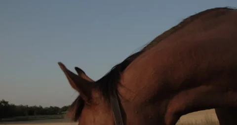 Horses Stock Footage 132329484