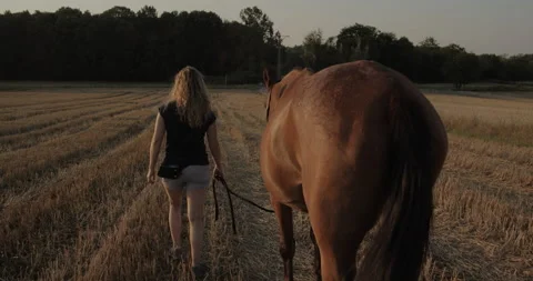 Horses Stock Footage 132329650