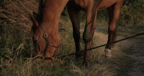 Horses Stock Footage 132329800