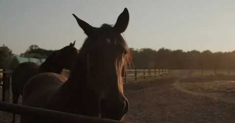 Horses Stock Footage 132329883