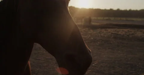 Horses Stock Footage 132336399
