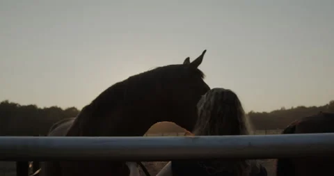 Horses Stock Footage 132336491