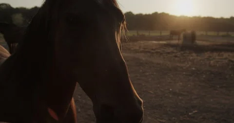 Horses Stock Footage 132336787
