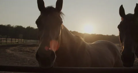 Horses Stock Footage 132337294