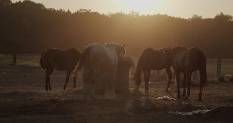 Horses Stock Footage 132337638