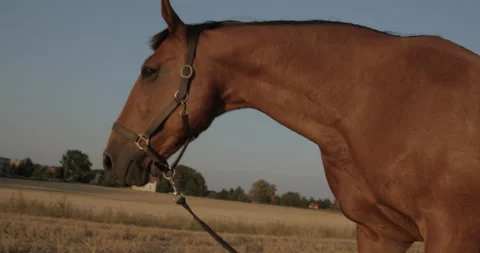 Horses Stock Footage 132337699