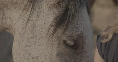 Horses Stock Footage 132356060