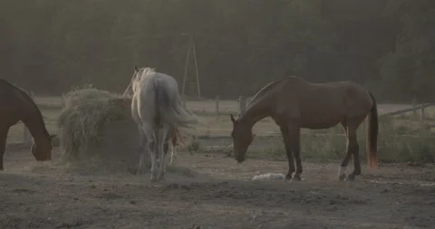 Horses Stock Footage 132356134