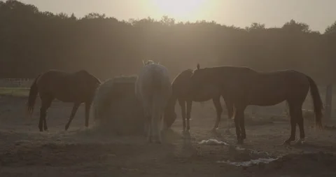 Horses Stock Footage 132356153