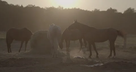 Horses Stock Footage 132356679