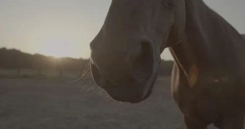 Horses Stock Footage 132356715