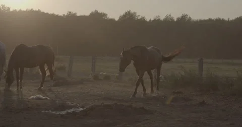 Horses Stock Footage 132356935