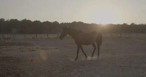 Horses Stock Footage 132357251