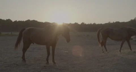 Horses Stock Footage 132357583