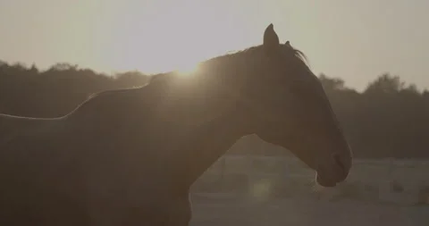 Horses Stock Footage 132358330