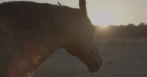 Horses Stock Footage 132358684