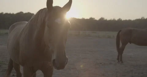 Horses Stock Footage 132358870