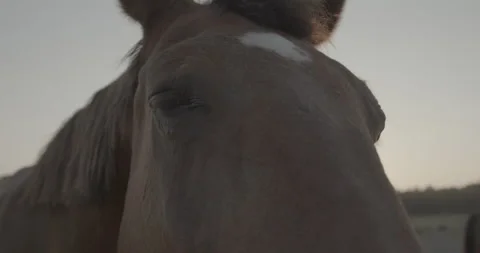 Horses Stock Footage 132358934