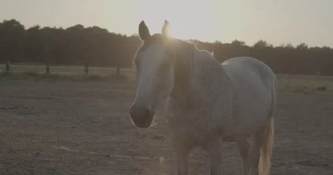 Horses Stock Footage 132358935