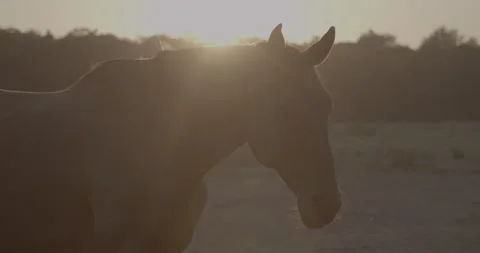 Horses Stock Footage 132359326