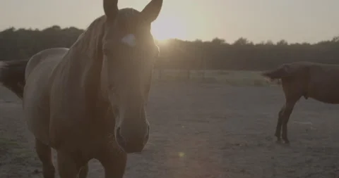 Horses Stock Footage 132359445