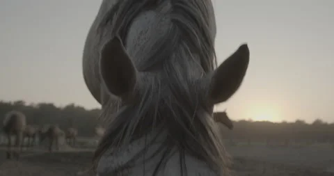 Horses Stock Footage 132359640