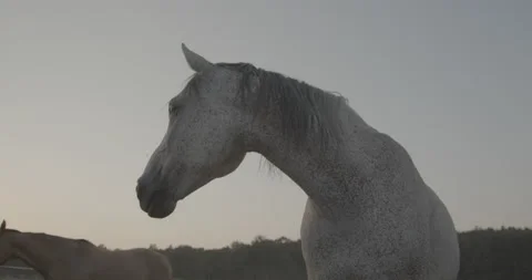 Horses Stock Footage 132359829