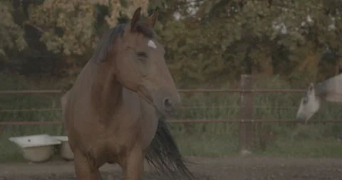 Horses Stock Footage 132359903