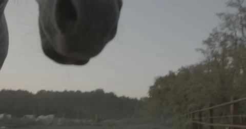 Horses Stock Footage 132360255