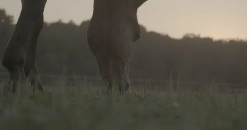 Horses Stock Footage 132360273