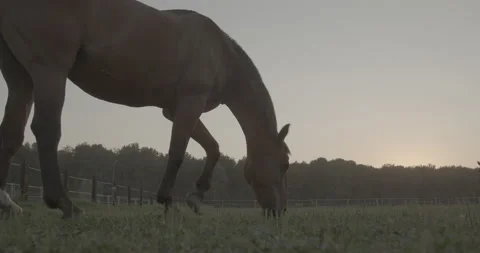 Horses Stock Footage 132360583