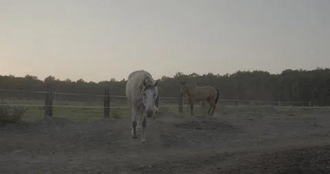 Horses Stock Footage 132360757