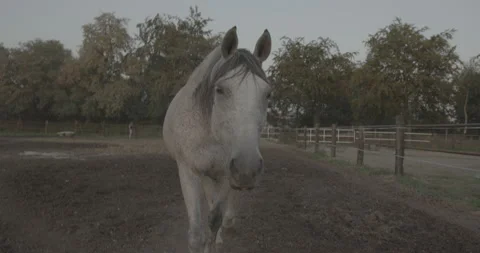 Horses Stock Footage 132360903