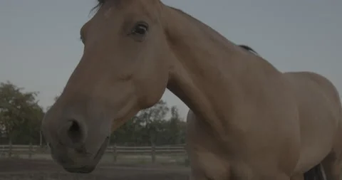 Horses Stock Footage 132361068