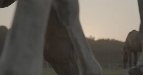 Horses Stock Footage 132361105