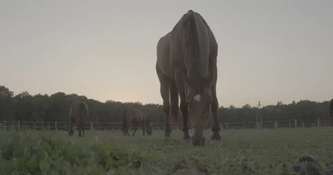 Horses Stock Footage 132361165