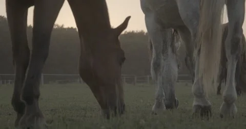 Horses Stock Footage 132361299