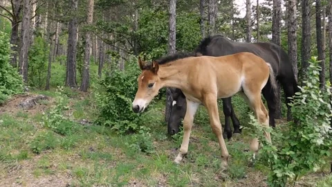 Horses Vídeos de archivo 134333397
